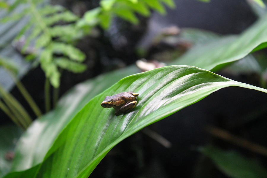 Chilling Frog Photograph by Sandra Ayala Photography