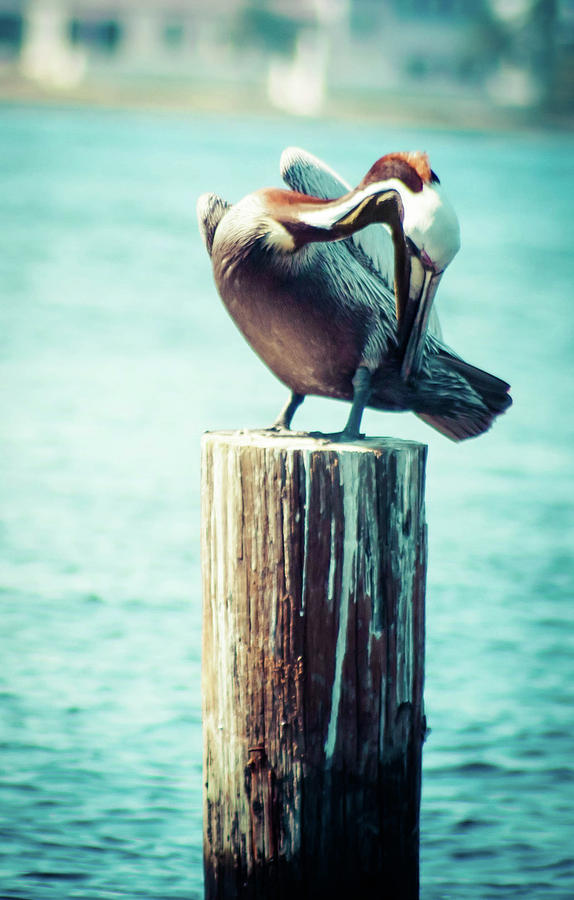 Chilling Pelican  Photograph by Debra Forand