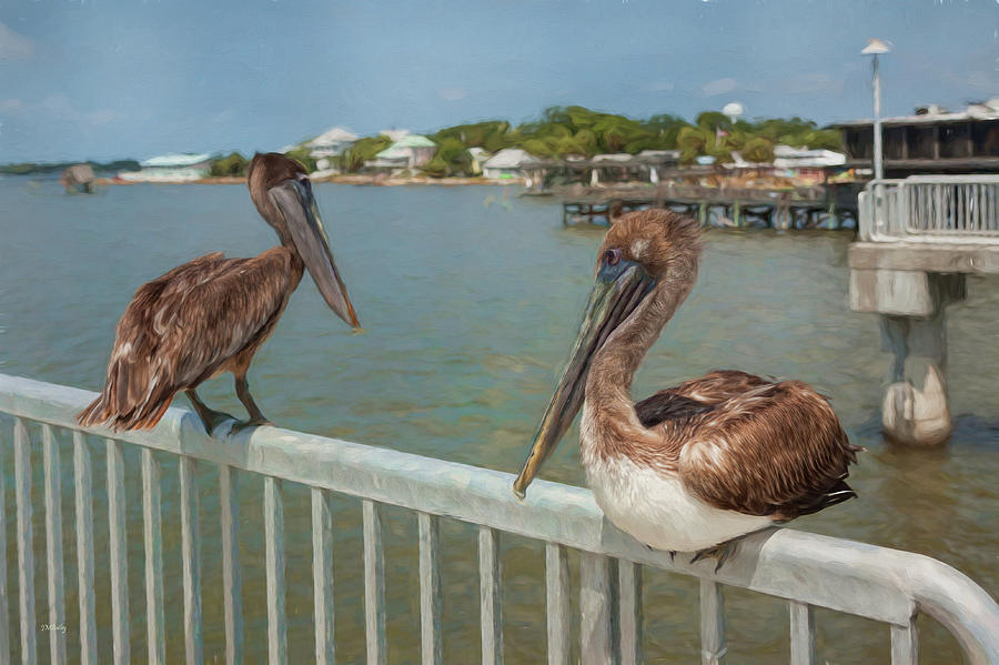 Chilling Pelicans Photograph by John M Bailey