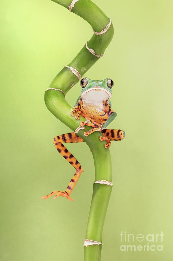 Chilling Tiger Leg Monkey Tree Frog Photograph by Linda D Lester