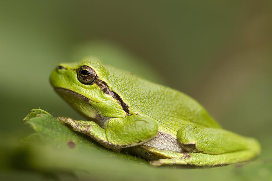 Nature Photograph - Chilling Tree Frog by Roeselien Raimond