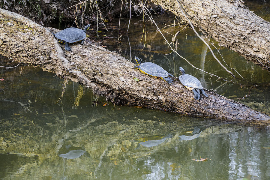 Turtles Photograph - Chilling Turtles by William Hall Turtles Photograph - Chilling Turtles by William Hall