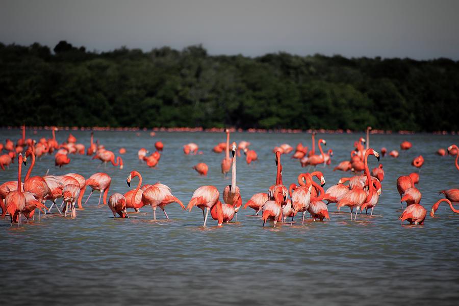 Chillout with flamingos Photograph by Robert Grac