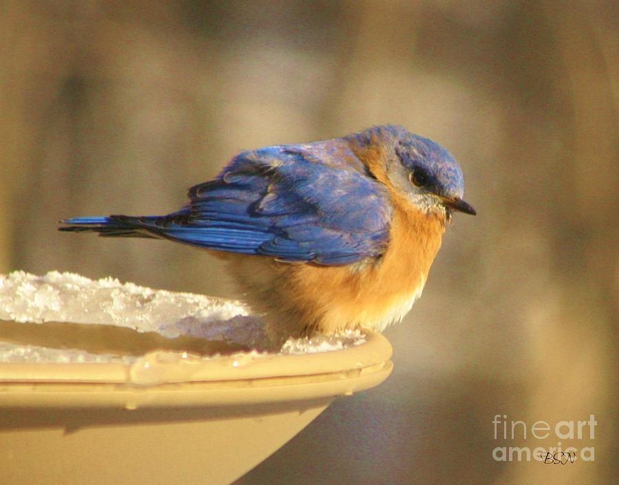 Bluebird Photograph - Chilly by Barbara S Nickerson