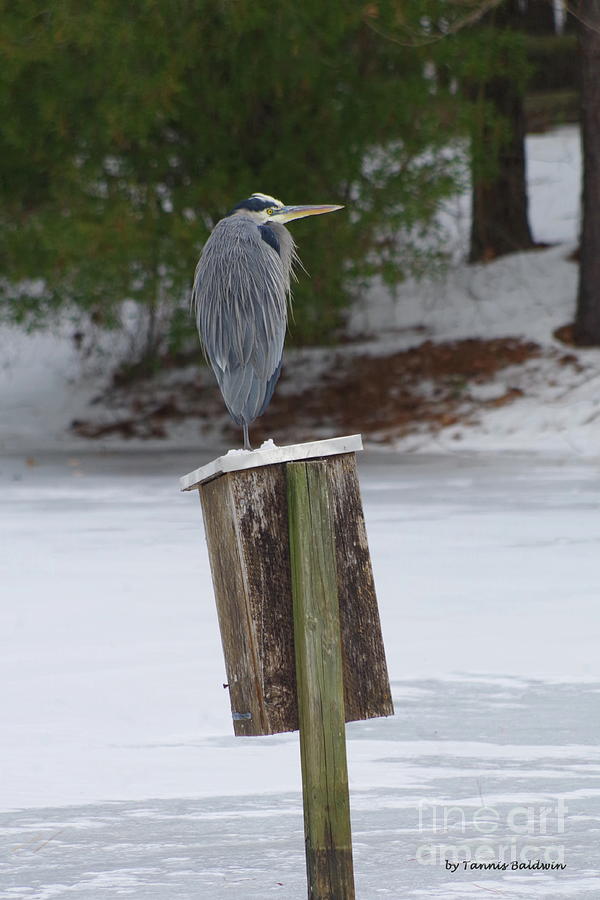 Chilly Blue Heron Photograph by Tannis Baldwin