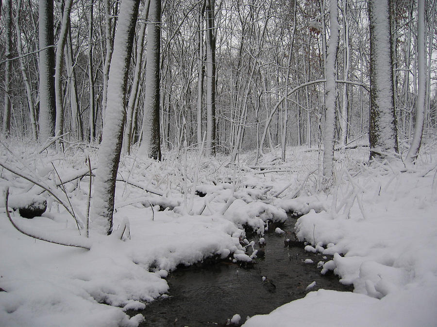 Chilly Creek Photograph by Dylan Punke
