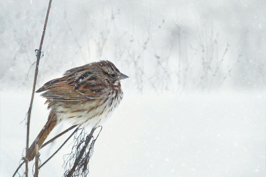 Chilly Song Sparrow Mixed Media by Lori Deiter