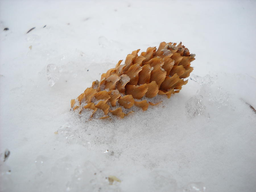 Chilly Pine Cone in Snow Photograph by Kent Lorentzen