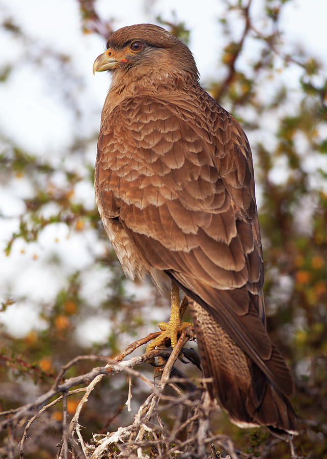 Chimango Caracara Photograph by Stephen Dennstedt