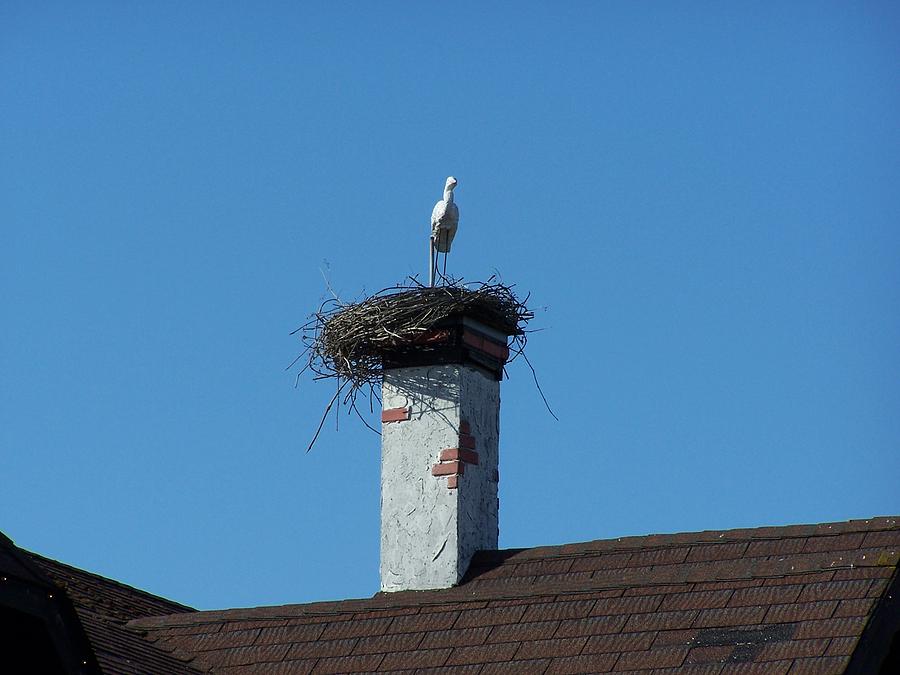 Chimney Birdnest Photograph by Gene Ritchhart