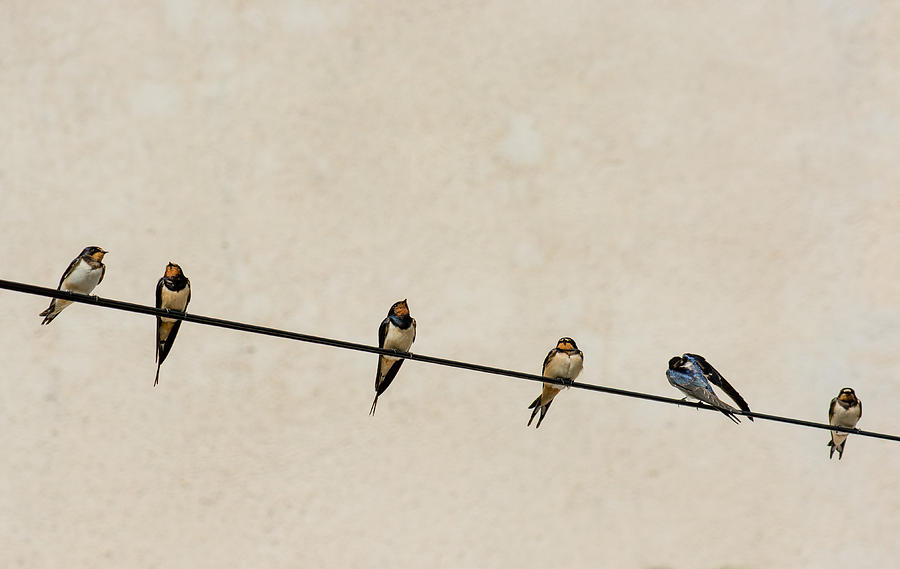 Chimney Swallows On Wire Photograph by Andreas Berthold