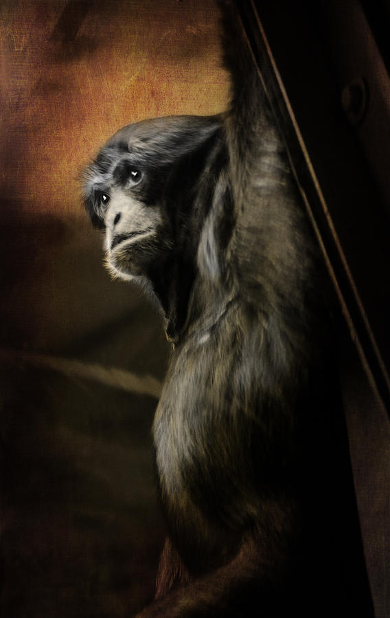 Chimp 1 Photograph by Susan McMenamin