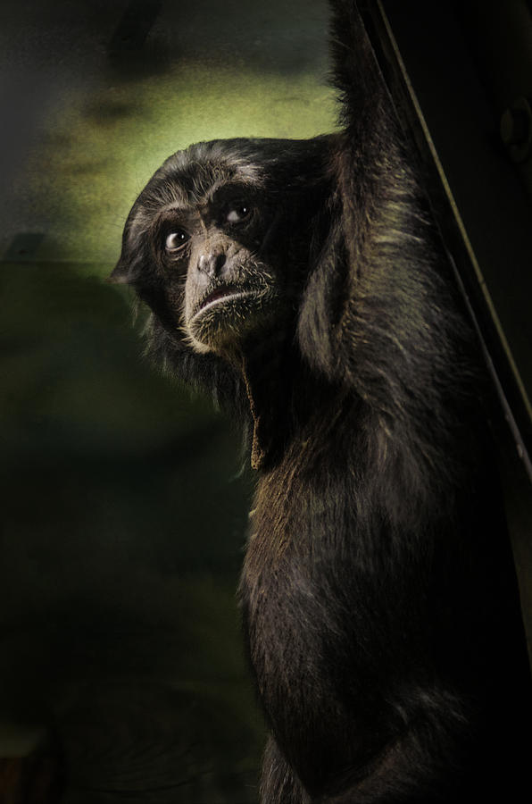 Chimp 2 Photograph by Susan McMenamin