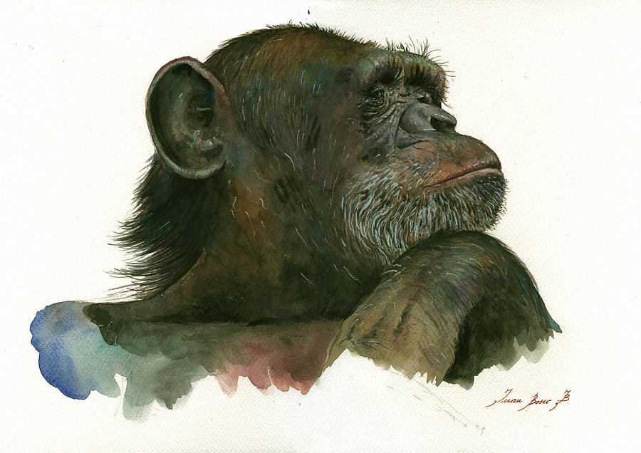 Chimpanzee Painting - Chimp portrait by Juan Bosco