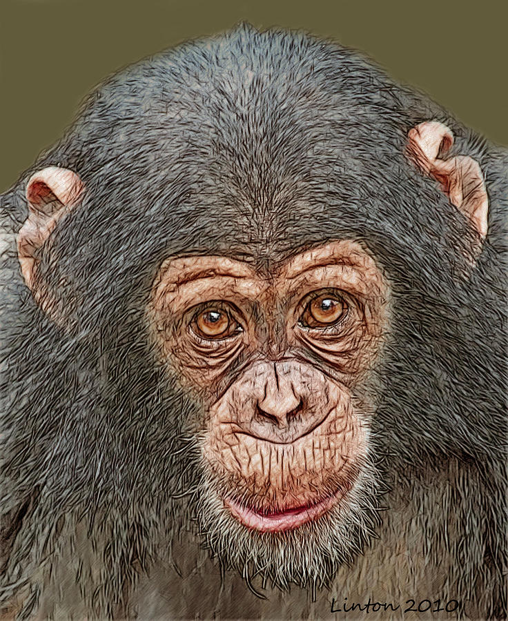 Chimp Portrait Digital Art by Larry Linton