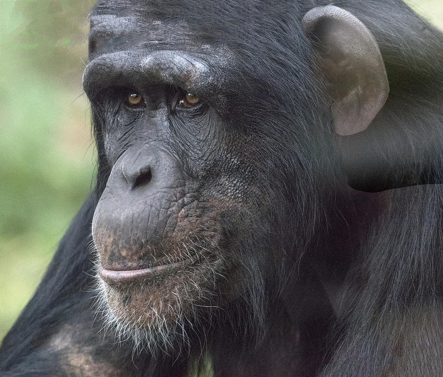 Chimp Portrait Photograph by William Bitman