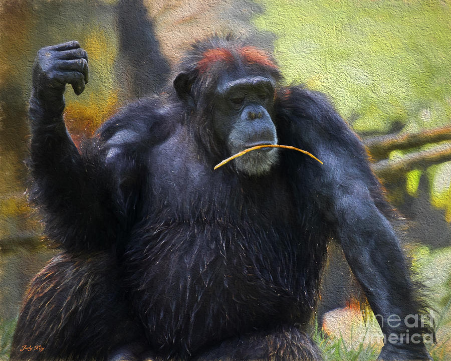 Chimp Pose Painting by Judy Kay