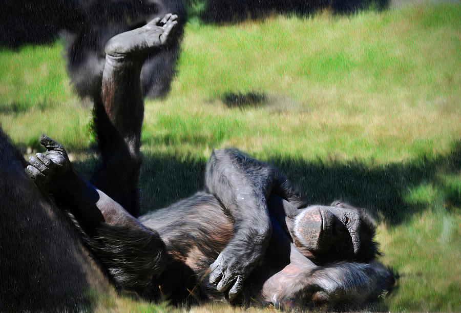 Chimp Sunbathing Photograph by Savannah Gibbs