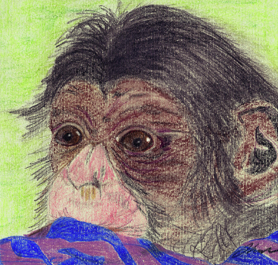Chimpanzee Drawing - Chimp With Blanket by Julie L Hoddinott