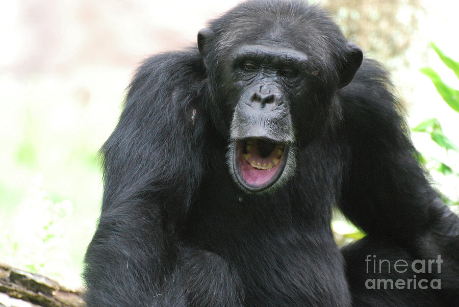 Chimp with his Mouth Open Making Noises Photograph by DejaVu Designs
