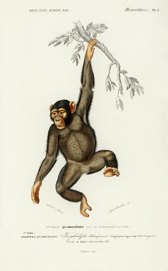 Chimpangze - Troglodyte Chimpanze Painting by Vincent Monozlay