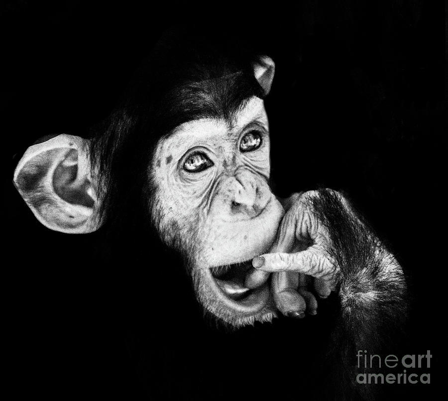 Chimpanzee baby Photograph by Ruth Jolly