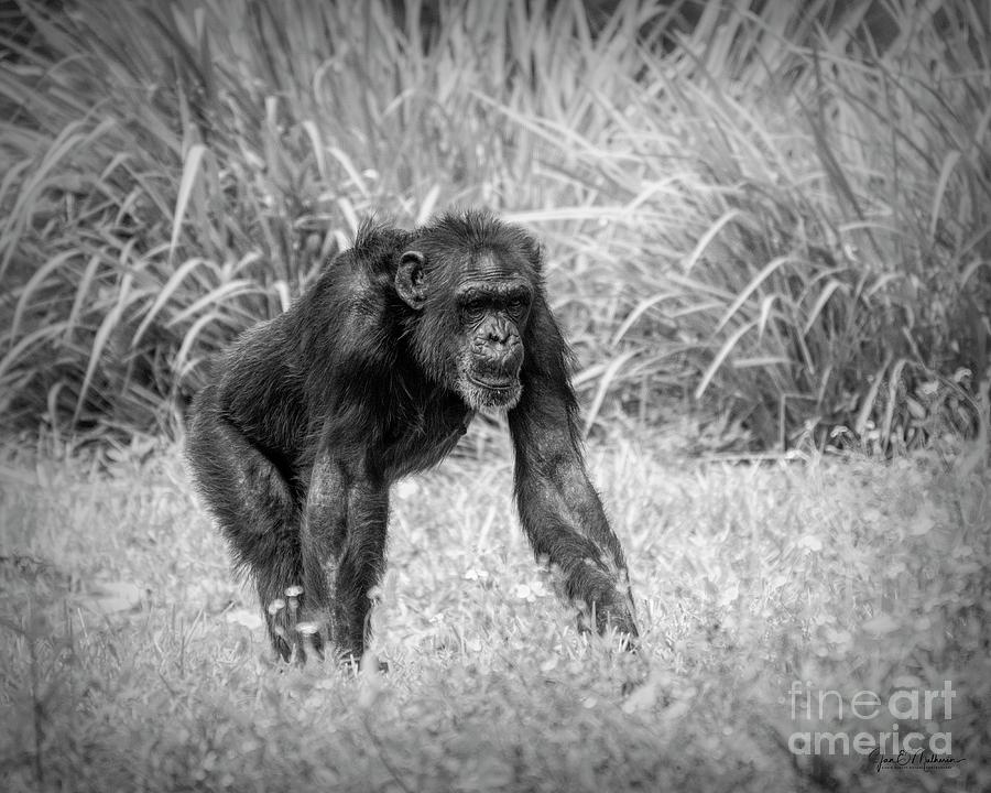 Chimpanzee - Bw Photograph