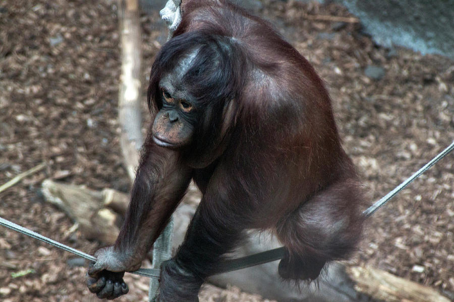 Chimpanzee Photograph by Doc Braham
