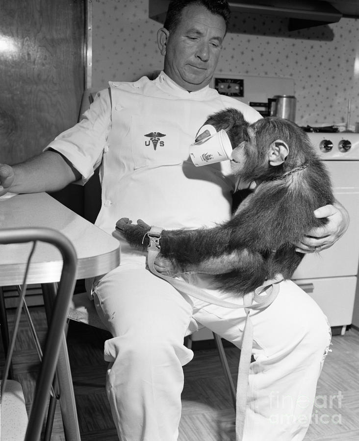 Chimpanzee Enos enjoys a nice cuppa after a hard days Astronaut traing Photograph by Vintage Collectables