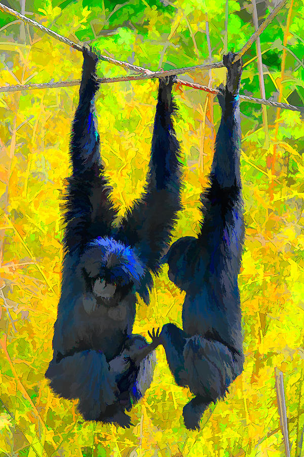 Chimpanzee Family Starting Out  Photograph by Bert Peake