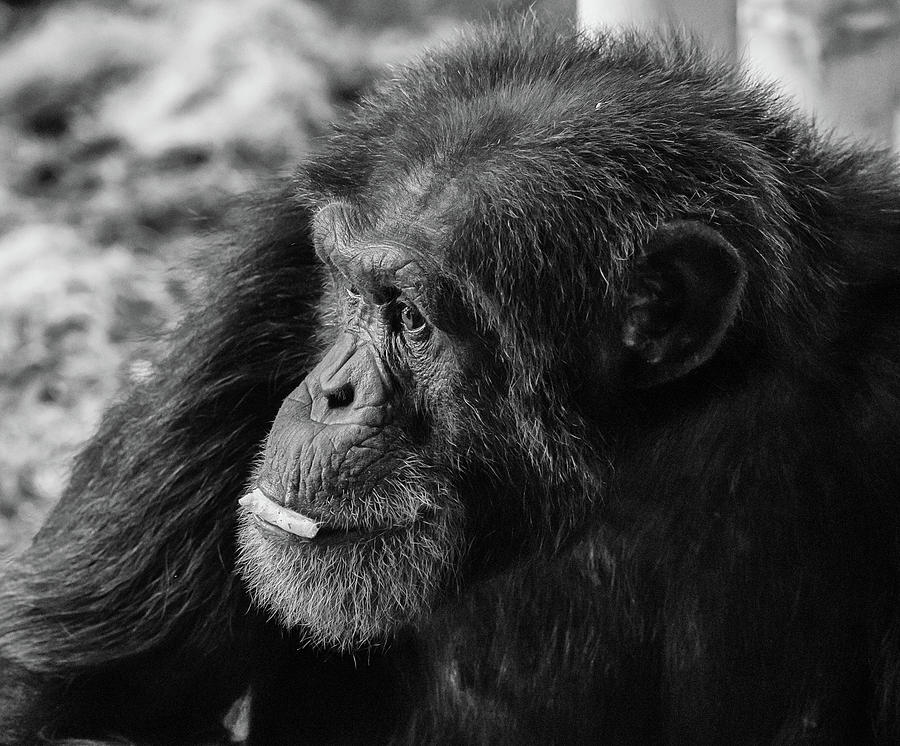 Mammal Photograph - Chimpanzee  by Greg Thiemeyer