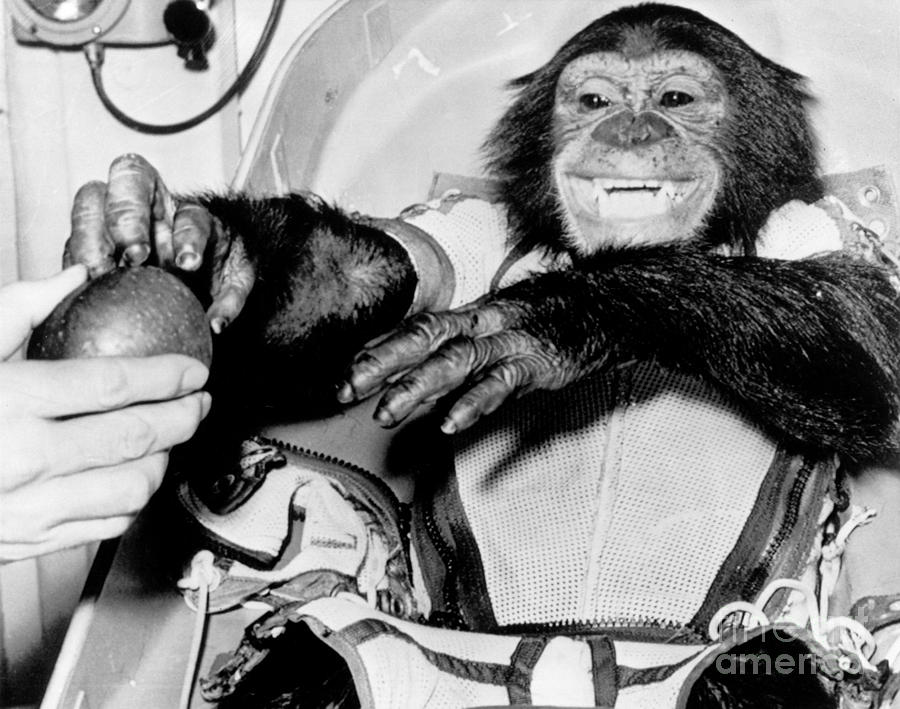 chimpanzee Ham back on earth after his trip in a rocket Photograph by Vintage Collectables