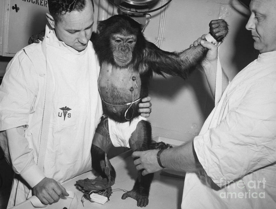 Chimpanzee Ham with bio sensors attached readied by handlers for his trip in the Mecury Redstone 2 Photograph by Vintage Collectables