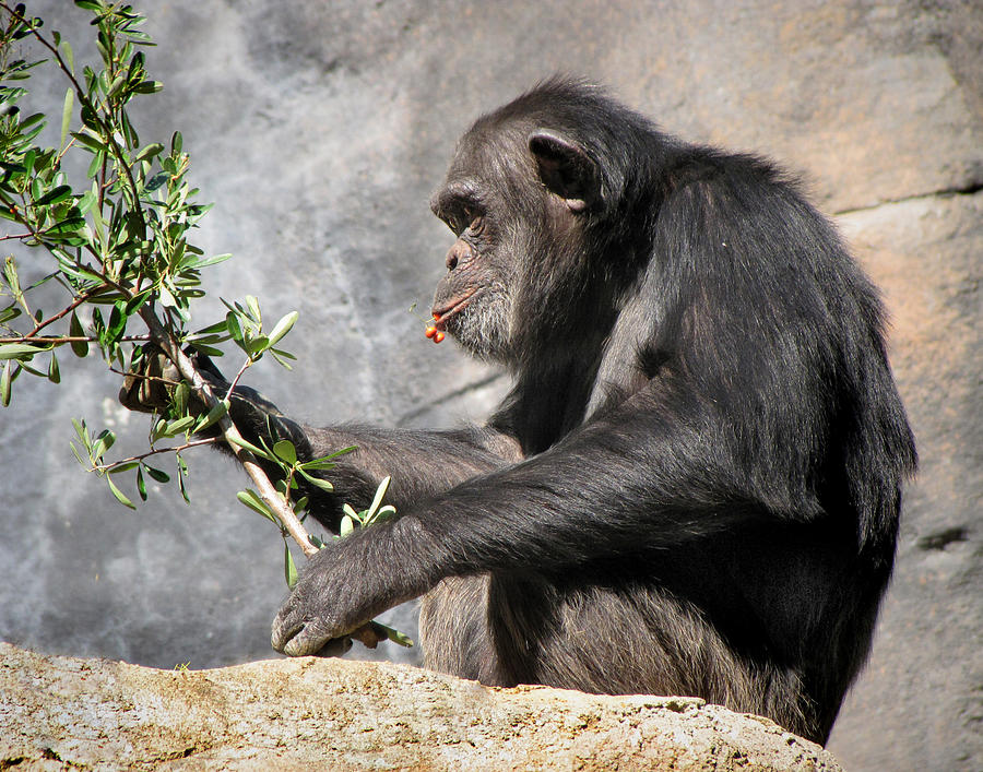 Chimpanzee having a Snack Photograph by Helaine Cummins