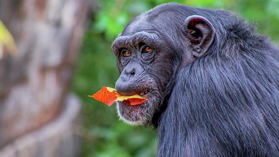 Chimpanzee Photograph by Holly Ross