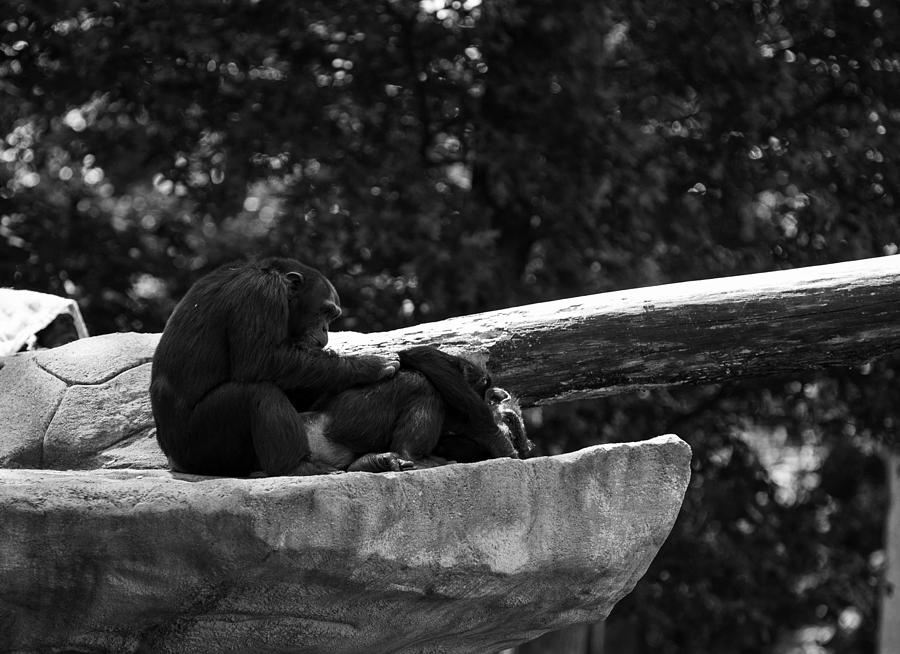 Chimpanzee Photograph by Jason Moynihan