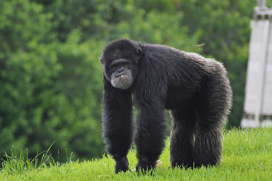 Chimpanzee Photograph by Ken Figurski