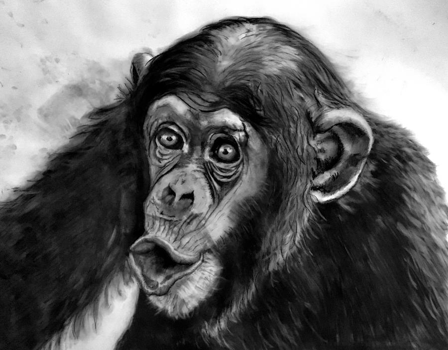 Newest For Chimpanzee Drawing Face | Invisible Blogger