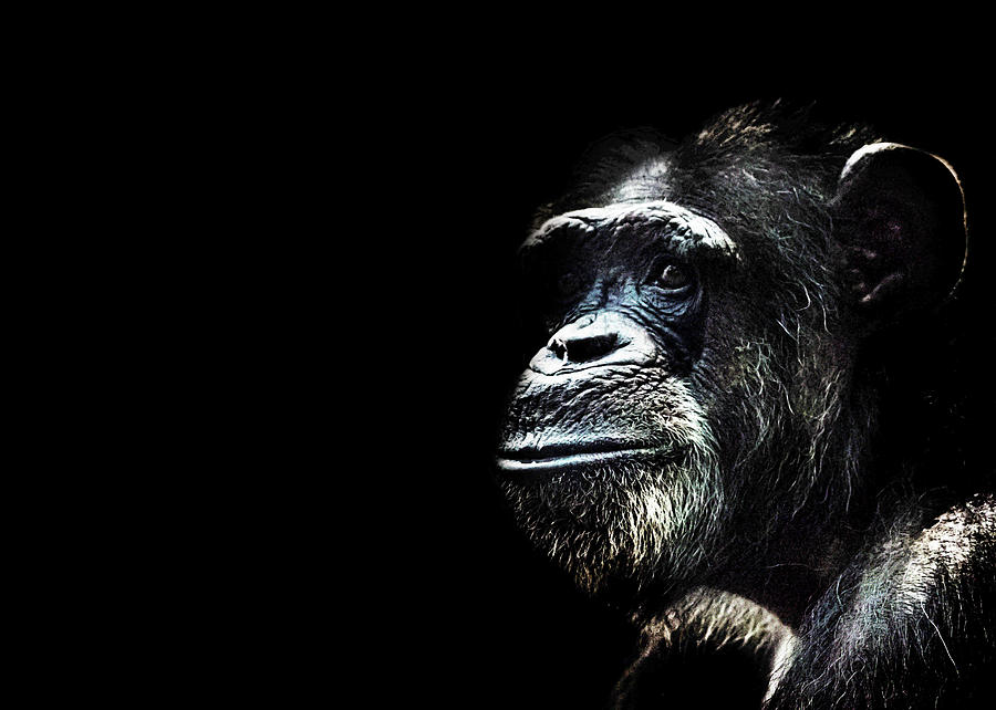 Wildlife Photograph - Chimpanzee by Martin Newman