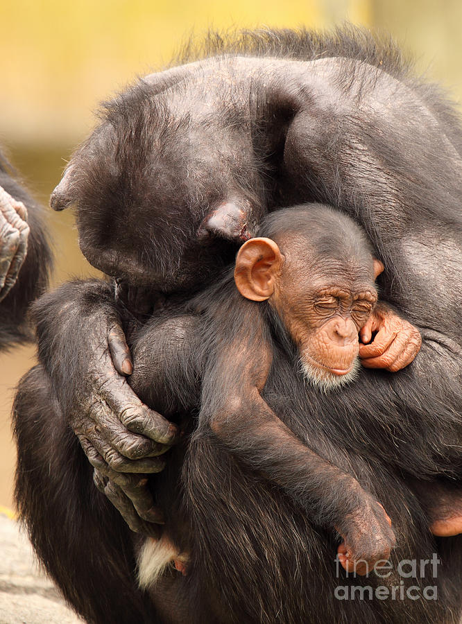 Chimpanzee Mother And Baby Photograph by Max Allen