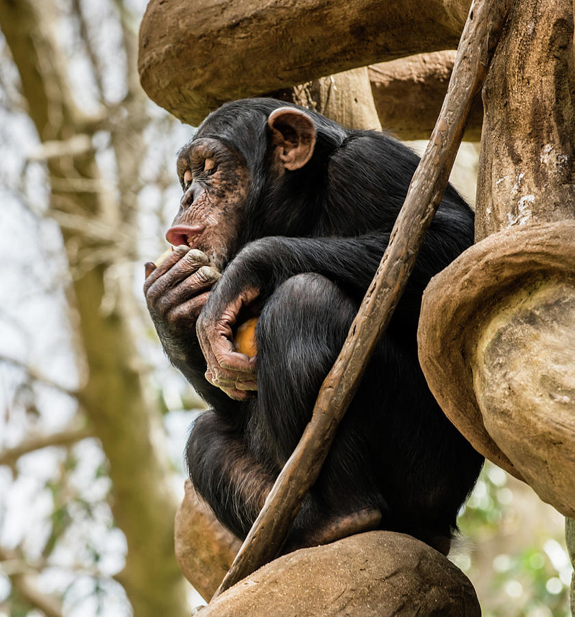 Chimpanzee, NC Zoo Photograph by Cynthia Wolfe