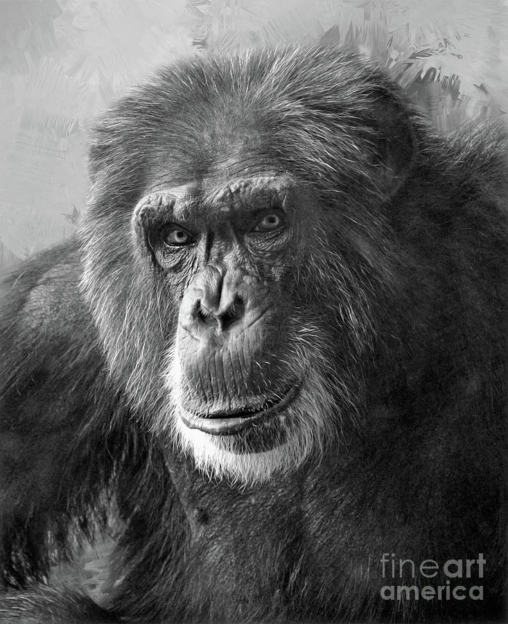 Chimpanzee Portrait  Digital Art by Savannah Gibbs