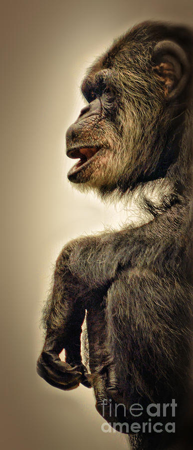 Chimpanzee Profile Vignetee Effect II Photograph by Jim Fitzpatrick