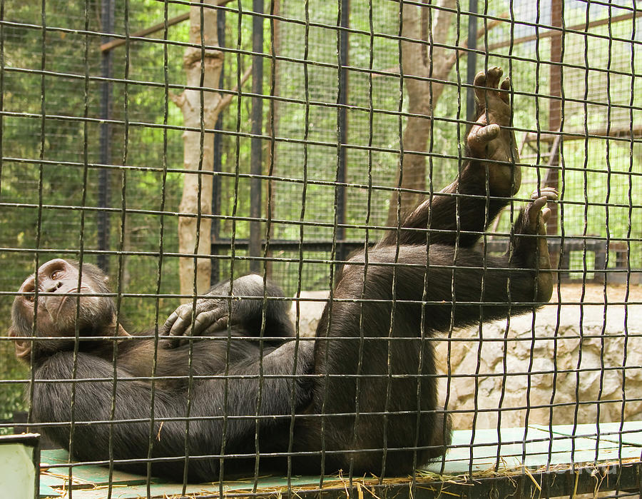 Chimpanzee resting Photograph by Irina Afonskaya