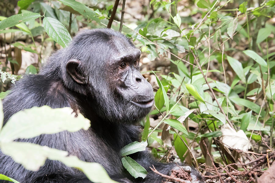 Chimpanzee sitting in Kibale National Park, Uganda Photograph by Karen Foley