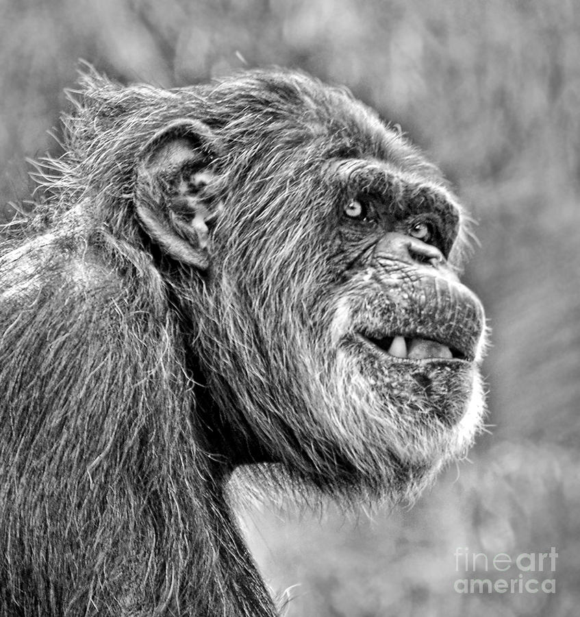 Chimpanzee with a Treat in His Mouth black and white version Photograph by Jim Fitzpatrick