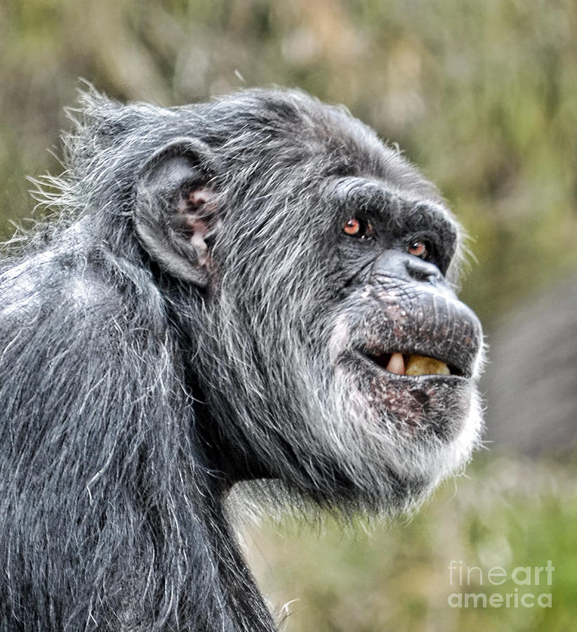 Tool Photograph - Chimpanzee with a Treat in His Mouth by Jim Fitzpatrick