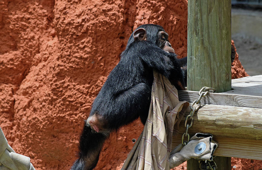 Chimpanzee with Her Blanket Photograph by Larah McElroy