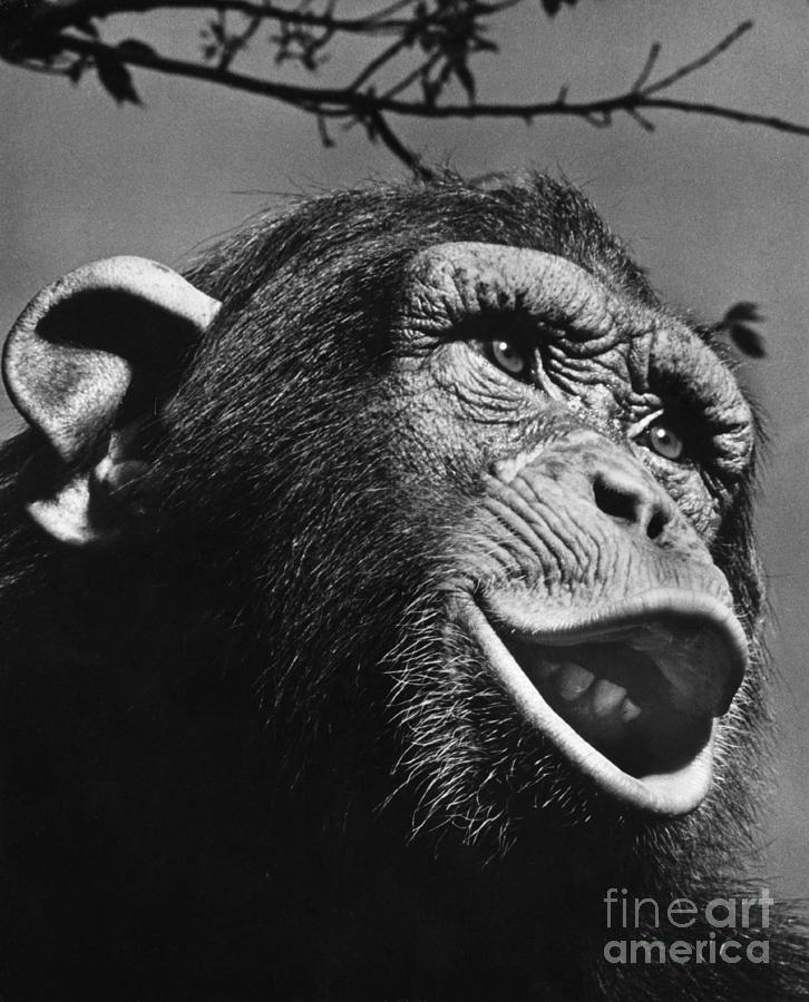 Chimpanzee Photograph by Ylla