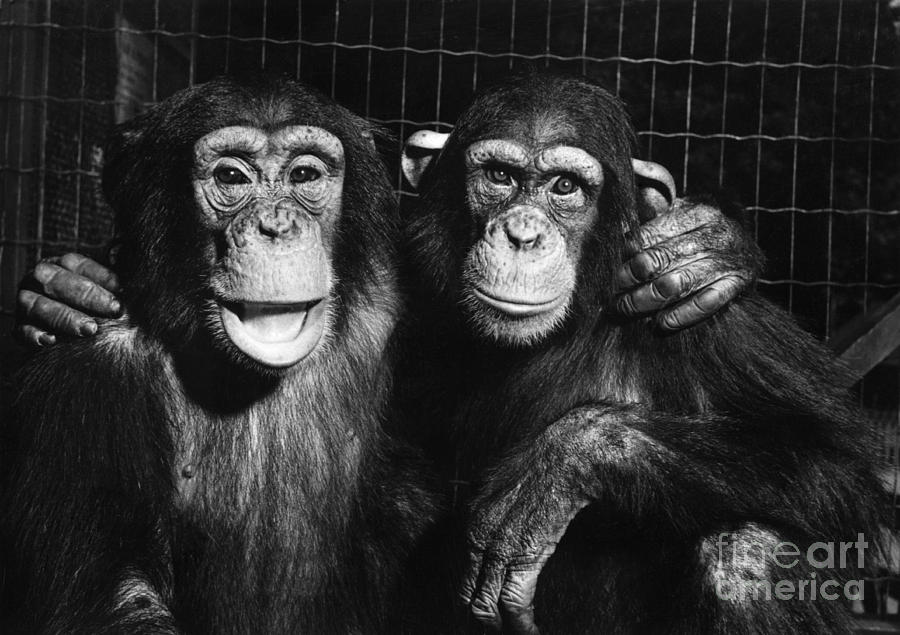 Chimpanzees Photograph by Ylla